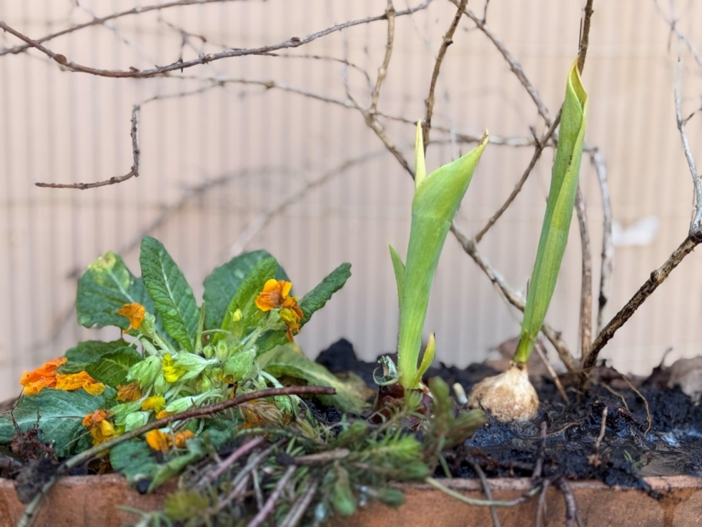 Rozkvetlé jaro v Mezigenerační zahradě: výstava, brigáda i květy